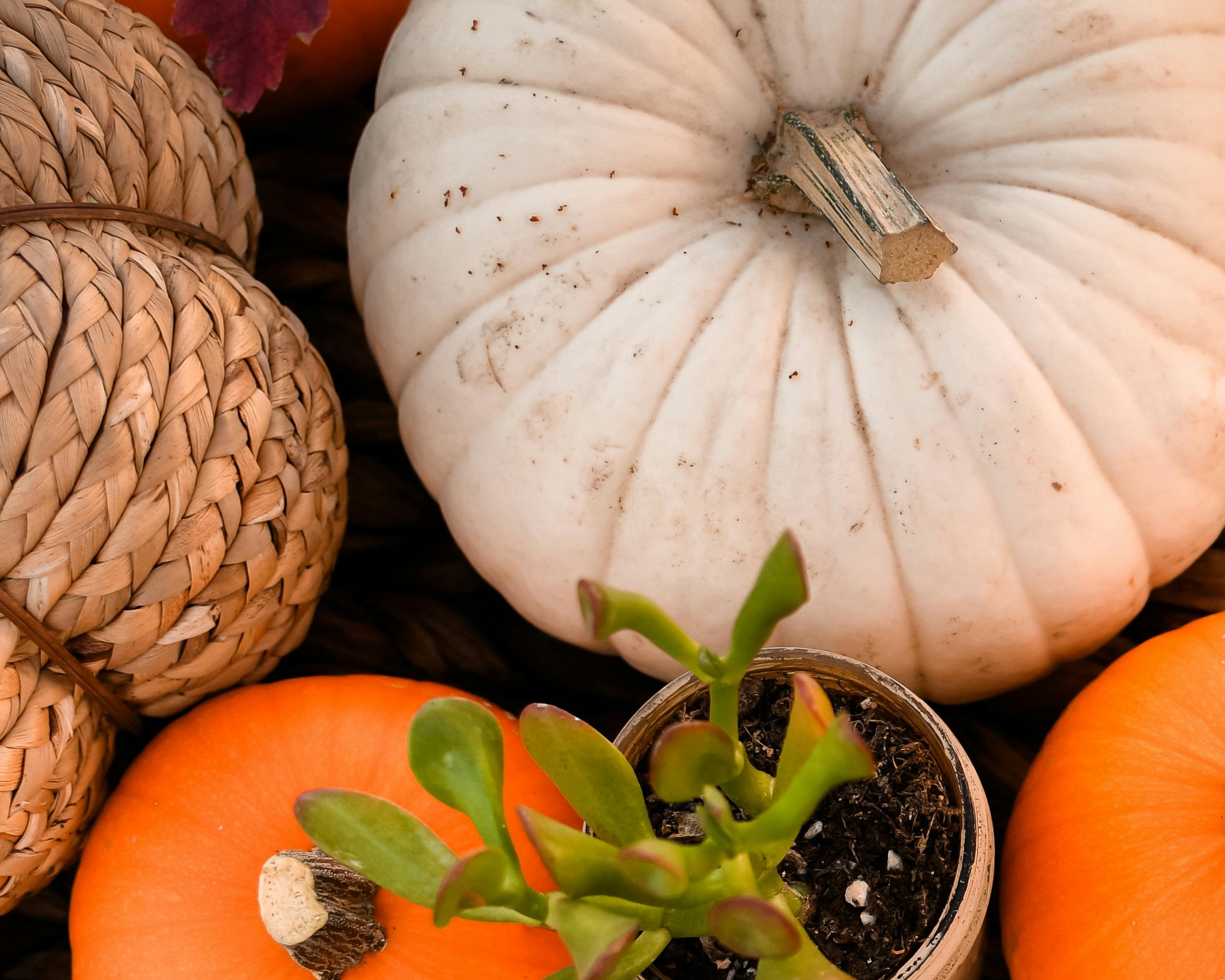 pumpkin succulent class
